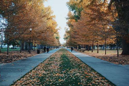 path two asphalt road surrounded by trees salt lake city